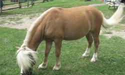 2 yr old chesnut w/ flaxen mane and tail mini/welsh cross has been started under saddle and lunging.
2 yr old palimino mini/welsh cross. Halter broke with plenty of handling but still a little shy. Both ARE stallions, they were surrendered as rescues