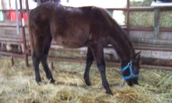 1 black weanling colt and 1 black weanling filly
both are 6mths old
halter trained
The colt has white fetlocks on his back feet and a star
The filly is solid black
Both are out of paint mares Sire is a solid black
Both have been wormed and vaccinated
Both
