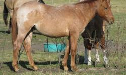 "Mater" (Lil Tow Mater) is a beautiful, well built red roan stud colt. He is quiet and easy to work with. He should make a great ranch, rope and all around horse some day. Mater is a grandson of Blueboy Quincy on the bottom and bred Colonel Freckles, Doc