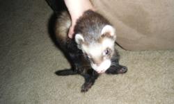adopted 2 ferrets about a month ago one male 1yr old and a female 6months old. They are good ferrets, don't bite, litter trained, They are ferrets so they are nosy little creatures and the girl loooves to steal socks.
Reason I am selling is because I also