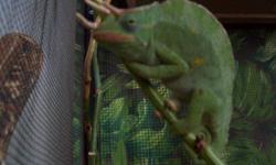 REDUCED FOR QUICK SALE
I am selling this beautifull Chameleon due to another baby in the family
Usambara Three Horned Male Chameleon
Very Healthy and Active
With Large Enclosure
Enclosure Measures Approx. 6' high 4' wide and 2.5' deep
Large front door for