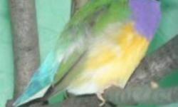 PIC#1--Male Gouldian Finche*** SOLD***
PIC#2-- Male Gouldian Finche S
PACKAGE:The 2 Gouldian Finches With Cage (PIC#3) ***SOLD***
PIC#3---Only 3 left Brand New With Stand ***SOLD***Good for Small Birds, Budgies,Linnies,Parrotlets,Canaries,Finches,etc etc
