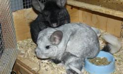I've been breeding chinchillas since 2007 however due to a lack of time and lifestyle changes I've decided not to breed anymore and so I have several chinchillas available for sale both now and in November.
 
1. Proven Breeding pair w/Silver Mosaic female