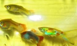 I've been working on breeding show guppies and have some from various stages of development and various generations in breeding, I am trying to breed the majority of blues, greens, and blacks, and in the process breed some teals, and deep violets.   I