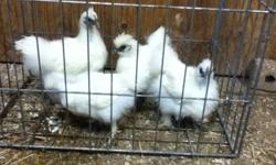 Seven silkie chickens for sale.  Five white silkies, both pullets and roosters, 4 months old, $10 each.  One splash rooster, 7 months old, just starting to crow, $25.  One black rooster, also 7 months old, $20 or buy both roosters for $40.  Call 905 729