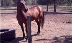 MOONIE is 15.2 hh  5 yr old dark bay gentleman.
Moonie has been ridden in the mountains and trails and has started in the arena. Moonie is great to ride out on your own and with other horses.
He has been hunted and packed off of.
Ridden by kids or