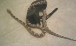 likes to be handled, very tame and friendly snake
he is about 4 feet long eats frozen mice. he comes witha 22 gallon tank with all accesories (hiding rock. big log, climbing branch, 2 plants, water bowl,heating pad)