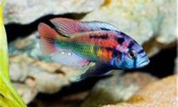 I am looking to buy Victorian cichlids.I have specie "44", Ruby Greens ,Anchor Island,Flameback. Looking for Dayglow and other Victorians.If you have something of interest, please email with details...Thanks