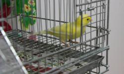 Last two Waterslager males for sale. Close banded from Western Waterslager Club. Great singers, outstanding quality canaries. I also have a nice cage on the stand if you need one. Canary with the cage $100. If you have any questions please call me at