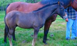 Seville was foaled in June 2011, born bay but is greying out.  Fantastic looking colt , well
conformated and moves nicely.
Dam - Not Dun Celebratin - Lark is a Rugged Lark and Dun Its Lucky Charm granddaughter,
Sire is my 3 yr old Andalusian stallion -