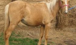 SLR DUALS RIO LENA
Lena is a yearling palomino registered AQHA filly. Nice straight legs and a good hip. Should mature 14.0-14.2hh. Lena is halter broke, good to catch and work with, ties in the barn and is utd on deworming and trimming.
 
Sire of Lena is