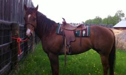 Katt:
 
Stands about 16 HH
neck reins
good trail riding horse
has been used on cattle drives
would make a good jumping horse
eager to please, and always ready to go
not herd bound
has good feet
has never been lame
Papers are availiable upon request.