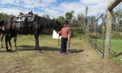 Well broke 14 year old black mare.  Suited for a confident youth or small adult.  She is healthy, easy keeper, and energetic.  Smooth to ride, great in trailer, good ground manners.  My 9-year-old catches her in the pasture. 
 
Call Carla or Ryan to try