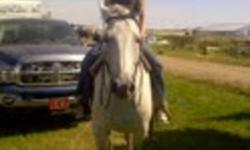 have a beautiful gray gelding his name is oakly he is a 15 year old quarter horse has been used around here for kids and inexperienced riders he has good maners easy to catch easy to trim can be ridden alone or with a group of people he is 16 hh and