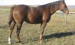 Pretty brown mare. 11 years old, 15.3 hh, up to date on vaccinations and farrier work. Ridden western. This mare does it all, someone has spent a lot of time with her (I have only had her for a year), but she is alot of horse so not for kids or beginners.