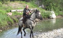 16hh 7yr old Percheron X Appy well broke to ride, drive and pack. Will cross mud, water, and bridges. Used to kids, quads, tractors, and dogs, wildlife...nothing spooks this girl. Extensive hours in the mountains and bush. Been ridden in the arena and