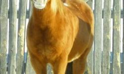 We are offering a wonderful mare for sale/trade.
 
We are willing to do a trade for a horse of similar value and will consider a partial trade for a horse with less ?exposure?.  If a trade is done, the horse must be a well broke, quiet, all around horse