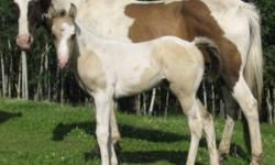 SLR BE A GOLD SEEKER
 
Be is a registered apha grullo tobiano paint filly. Going to be a big strong stout filly should mature 15.3hh-16.0hh. She is almost 12.0hh at 3mos.  Dam is a well built mare standing 15.2hh and the sire is 16.2hh. This filly carries