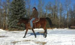 Jazz is a 15 year old quarter horse cross Arab mare. Well broke to ride. Loads and trims with ease. She has been ridden on the trail, in the pasture chasing cows, in the ditch along a busy road and in the arena. She has been used in non-competitive barrel