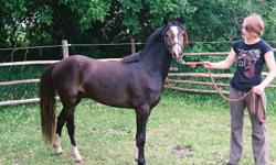 Registered Section B Welsh gelding, 4 yrs old, 12.3 HH, Dark Bay, excellent disposition and blood lines, handled daily, farrier and all shots up to date.  Has potential for Hunter Jumper, excellent movement.