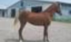 Pumpkin is a 3 year old welsh pony X should finish 13-13.1 hands she is great to handle, walk, lead, she cross ties, clips, trailers, blankets, great for feet and the vet not a spooky pony in any way. Not broke will be starting undersaddle work after