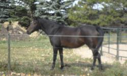 9  yrs old.14.3 hh..Very sweet easy going mare...Due to Foal in early Mar..Sire Registered  Black and White Paint .(Pedigree available).(Pic on ad)
Folly is registered Partbred Welsh..Was on lease to young woman for past yr .
Siblings have excelled in