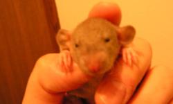 I am a fancy rat breeder from Regina and I have some Pet Rats that will be available for sale in the near future. I travel from Regina to Estevan often and can deliver to either ESTEVAN or WEYBURN.  Or any along that highway that may be intersted.
If you