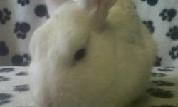 Five month old male dwarf bunny, white in colour. Friendly and used to children and dogs. Looking for a permanent, loving home. New owner must have a suitable cage of their own. Contact via e-mail