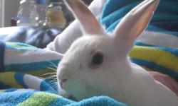 It's sad to see him go but unfortunately my fiance and I are not home enough any more to provide the care that our rabbit deserves to receives as a pet.  We are asking $80 for him which is a huge discount if you hear what it entails.  Besides an already