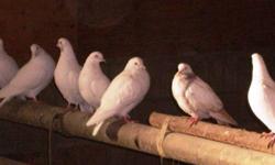 Beautiful white pigeons for sale. About 15 to choose from.