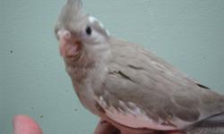 hand feed tame whiteface baby cockatiels $150 each
call 694 6049
cinnamon or grey whiteface
