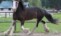 Like us on Facebook and Win a 2012 Breeding to Battle River Jasper
 
Go to:
http://www.facebook.com/pages/Revolution-Sport-Horses/131788460228810
and like us on facebook to be entered to win a 2012 breeding to Registered Clydesdale Battle River Jasper or