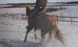 At Winding Road Horse Training I specialize in starting/training horses to become an all around ranch/ recreational horse. Horses are exposed to many things creating a trusting partnership when the training is done. Your horse will be treated with a