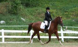 Ridden Daily on trail rides, overnight camping trips and lots and lots of regular trail work, Shown and worked steadily in lower level dressage, Rascal is an 8 year old registered AQHA gelding. He has incredible extension, and is a real pleaser. He will