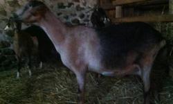 Bucklings
We are selling two nubian alpine cross bucks they are about 6 months old and weigh in at an estimated 40lbs. We are asking $75.00
We are also selling one kiko boer cross buck that is 5 months old and weighs apprioximately 35lbs. Again we are