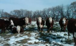 For sale:
11 very QUIET home raised bred yearling Hereford and Hereford / Red Angus and Black Angus cross heifers.
Bred to Hereford bull for late March calving.
$1600 per head.