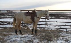 Dee is a  registered solid palomino paint filly she will be 2 next summer. Dee is easy to catch very freindly and easy to work with, she has been saddled and started some light lunging.  She good to load and trim. Dee would make a ladies horse.I have