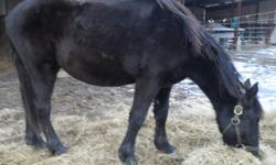 Solid black, will not grey out. easy keep, needs no grain and lives outdoors. Submissive with other horses, very affectionate colt! Has been handled well, seen the farrier every 6 weeks since birth, loves to be groomed. Trailers no problem! Too young to