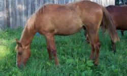 Docs Dun Senor, yearling AQHA gelding, Sired by Docs All Dun Kiddin out of Red Pueblo. will mature 15 to 15.2 hands, Halter broken, feet trimmed, dewormed and vaccinated. Too many horses to work with them all. Full siblings good saddle horses.