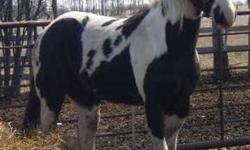 Here's a great oppertunity to have your very own Double Homozygous Stallion for Breeding.  Both Parents are DNA'd Double Homozygous for Black & Spotting, so this Yearling Stallion will test postive for being Double Homozygous too and produce color on