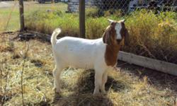 For sale: two Boer cross billy goats born this past May. In great shape and up to date with deworming. Both were singles on their mothers. Had grass all summer long. $150 each