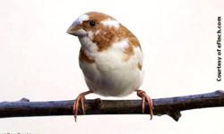 Breed: Finch
 
Age: Young
 
Sex: U
 
Size: S
There are about 15 Bengalese Finches available. It is near impossible to tell male from female - you have to sit and watch for the males to sing. $10 each or 2 for $15. They are Chestnut Pied and Fawn Pied. One