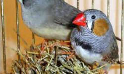Breed: Finch
 
Age: Young
 
Sex: U
 
Size: S
There are about 10 Zebra Finches available for adoption, $10 for one or $15 for two. There are males and females. They are all the standard grey color but carry the genetics for Fawn and White.
 
View this pet