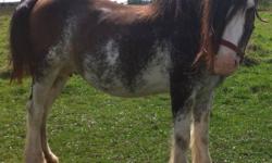 'Fergie' is a 5 year old mare that needs a forever home. She is a sweetheart, extremely gentle, but takes time to trust people due to an abusive past. We do not have the time necessary to give her the best home. She foaled at a very young age, which has