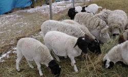I got 5 Dorper Sheep for sale they are all wether's (castrated males)
born April/May of 2011 around 80-100lbs
ONLY GOT 4 left
I marked the wethers with a red cross on the pictures
                               $ 175.00 each
or if you take all 4   $