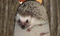 Sweet female hedgehog, approx 8 mo old, needs a new home. She has a beautiful large Living World cage, cozy wood hut, tree trunk hide-away, large running wheel, large ball to roll around and play in, food and water dishes, reference book and toys.