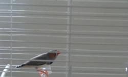 Healthy young male zebra finch 15.00. Also pair of healthy zebra finches- male/female just over a year-old 25.00
