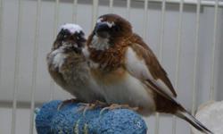 I have many Chocolate Pied Society and Chocolate Society finch available.... I have both male and female....These birds are great foster parents when raising the more difficult breeding finch....Price is per bird