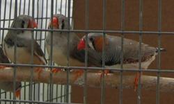 Zebra finches are easy-care small birds that will charm you with their cheerful personality and striking plumage. They are the ideal pet for anyone and perfectly suited to seniors, shutins and apartment dwellers. Feed and cages are available from the