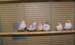 zebra finches and society finches for sale @ $7.99ea
les & Janet
905-296-1334